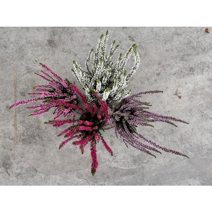 Calluna vulgaris. 'Garden Girls' mix  10/15cm P11