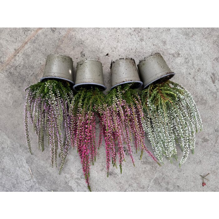Calluna vulgaris. 'Garden Girls' mix  10/15cm P11