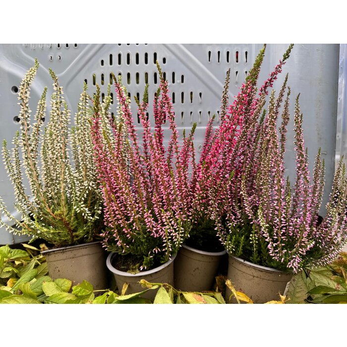 Calluna vulgaris. 'Garden Girls' mix  10/15cm P11