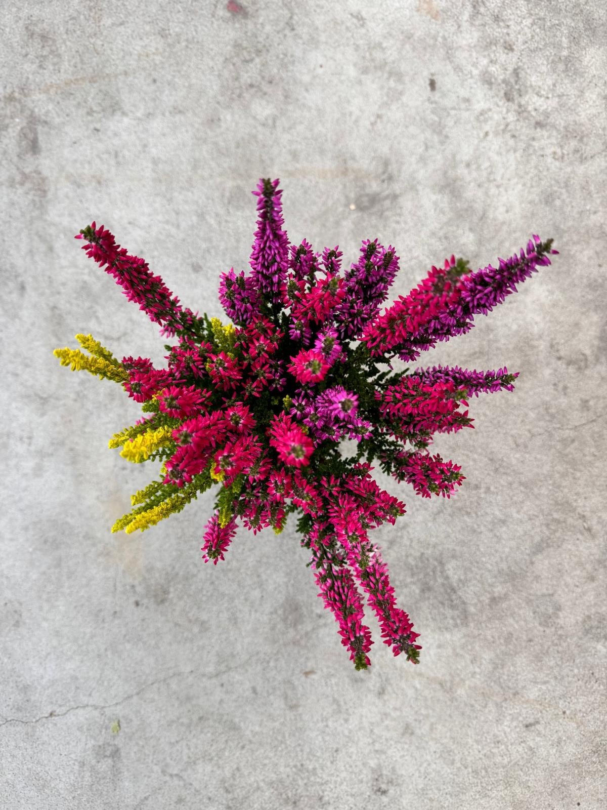 Struikheide | Calluna vulgaris 'Beauty Lady's Trio' P12  Struikheide | Calluna vulgaris 'Beauty Lady's Trio' P12