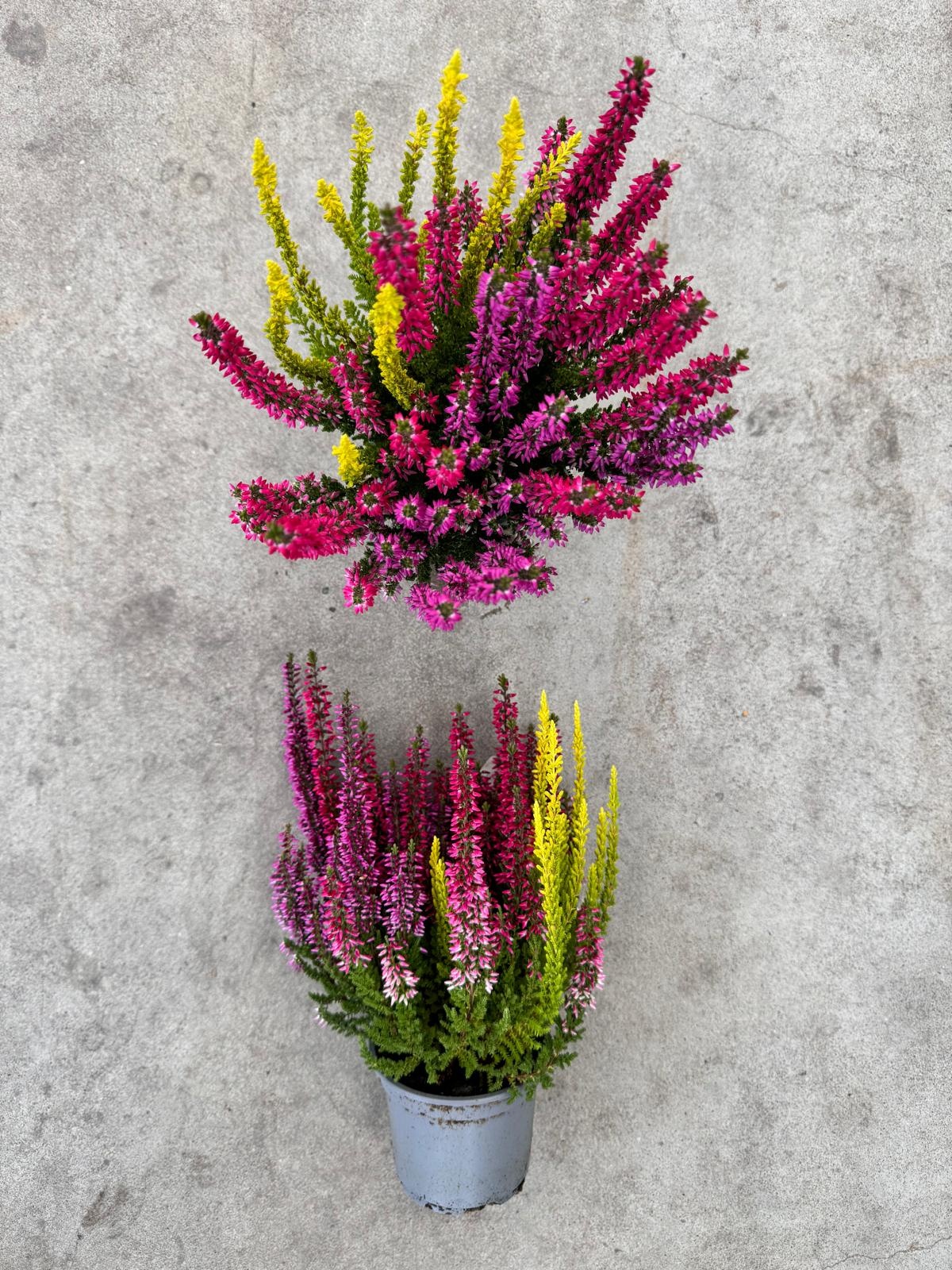 Struikheide | Calluna vulgaris 'Beauty Lady's Trio' P12  Struikheide | Calluna vulgaris 'Beauty Lady's Trio' P12