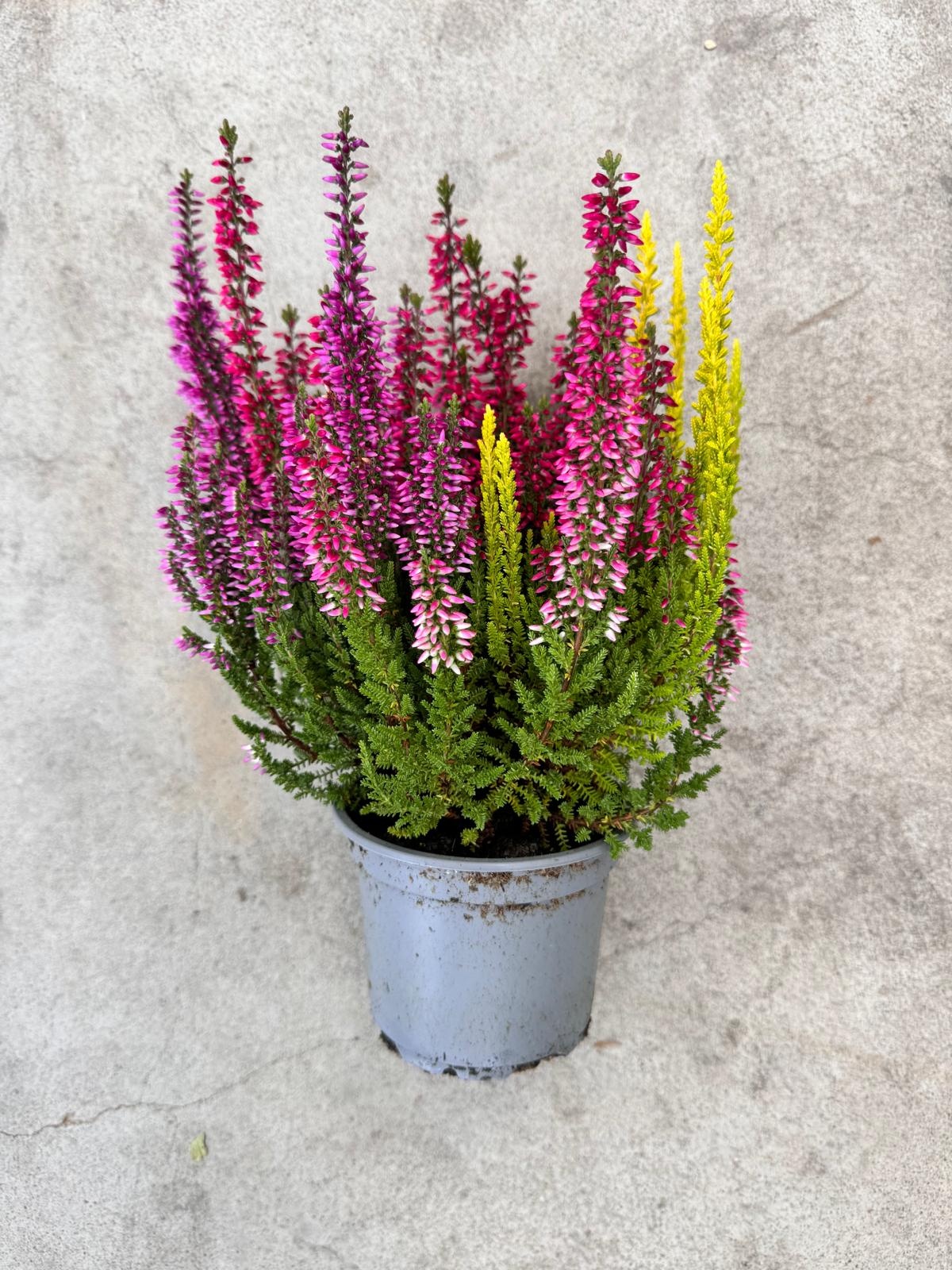 Struikheide | Calluna vulgaris 'Beauty Lady's Trio' P12  Struikheide | Calluna vulgaris 'Beauty Lady's Trio' P12