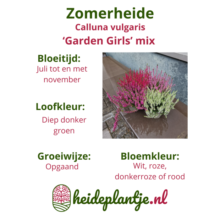 Calluna vulgaris. 'Garden Girls' mix  10/15cm P11