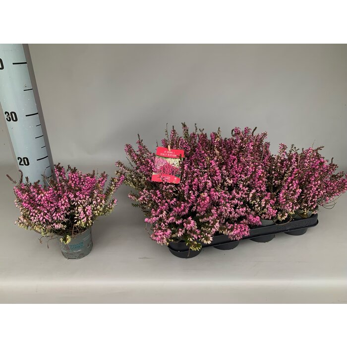 Erica carnea 'Winter Ladies' - roze P9 Erica carnea 'Winter Ladies' - roze P9