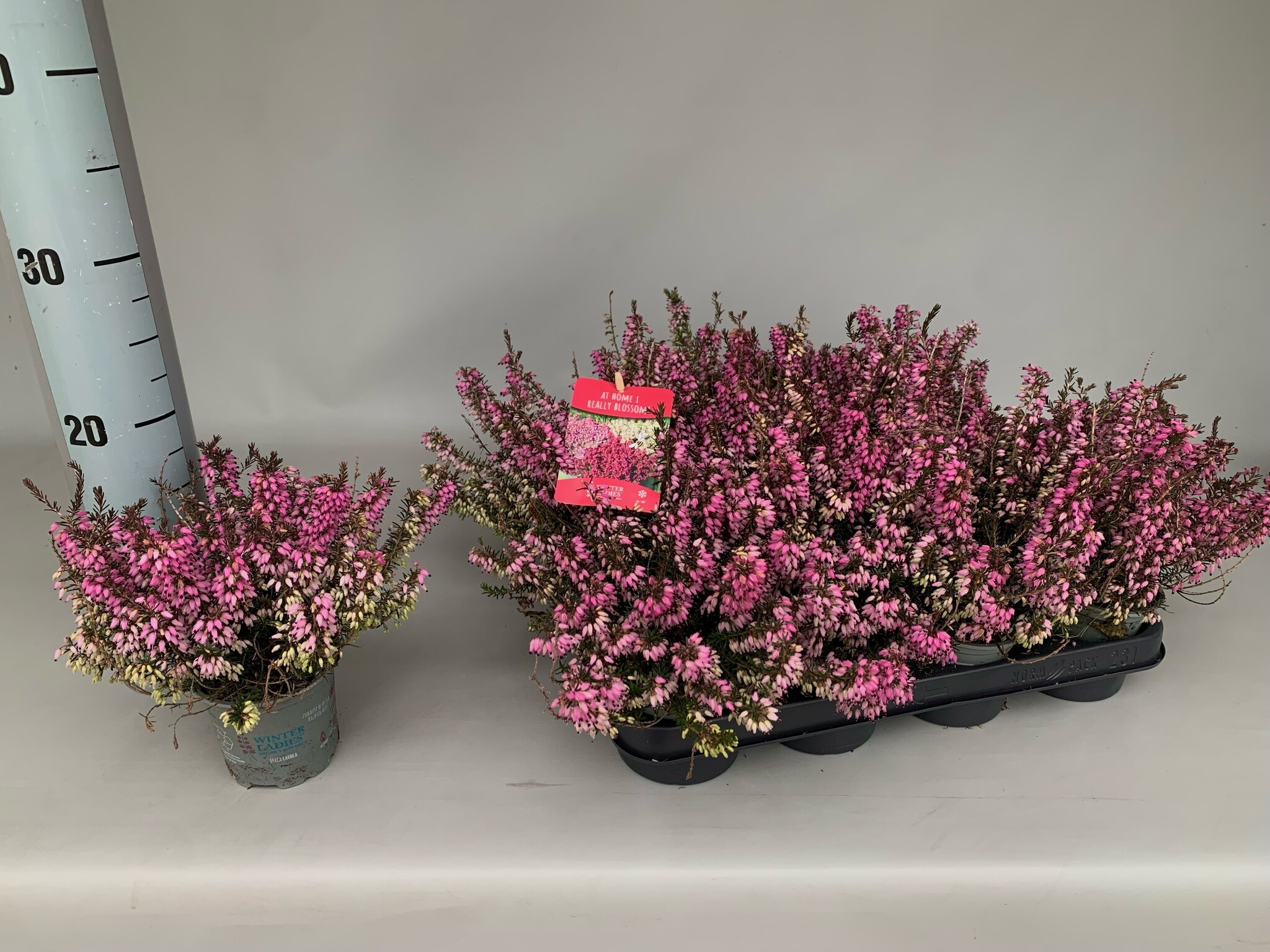 Erica carnea 'Winter Ladies' - roze P9  Erica carnea 'Winter Ladies' - roze P9