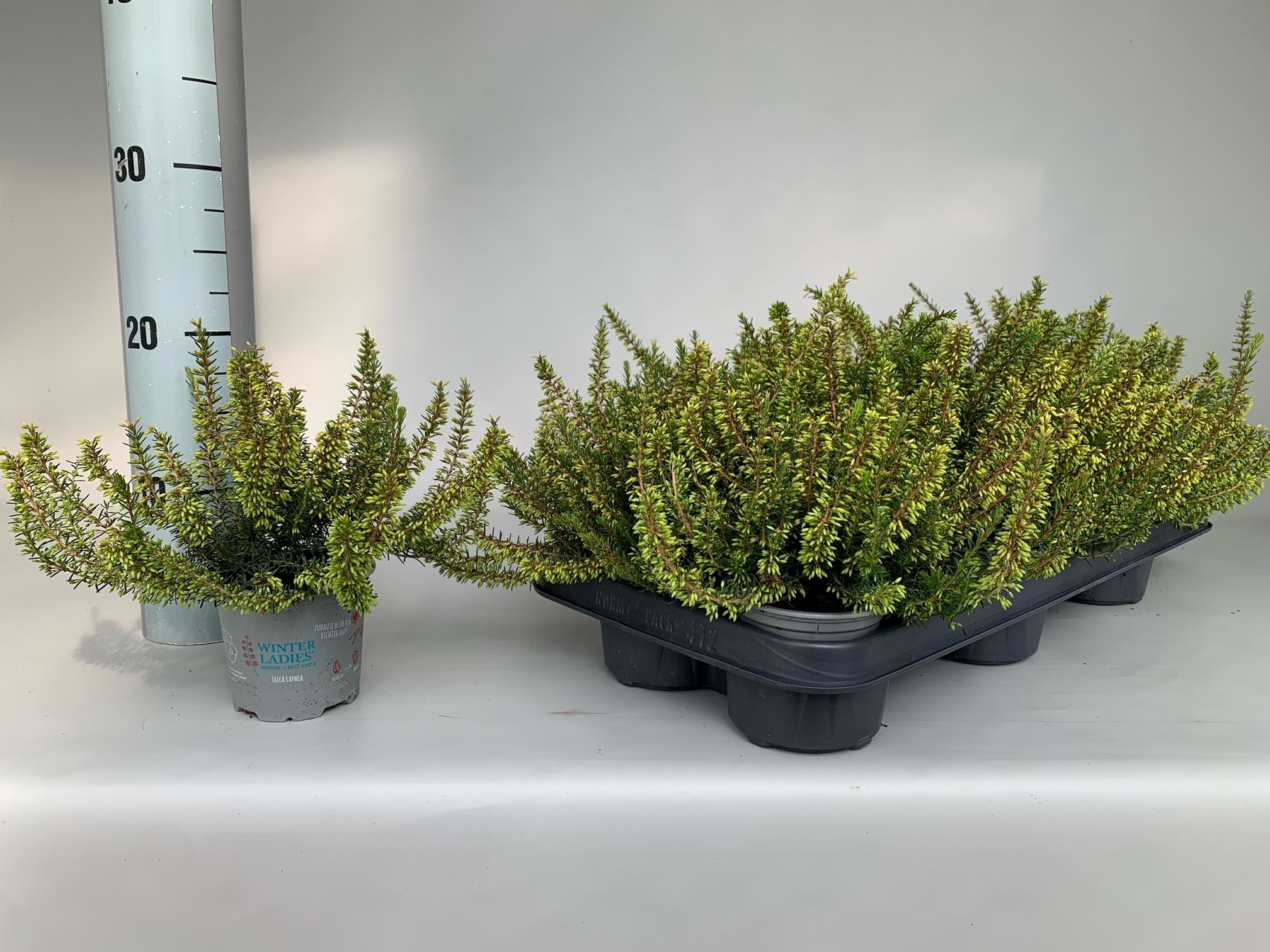 Erica carnea 'Winter Ladies' - Mix roze/wit P6