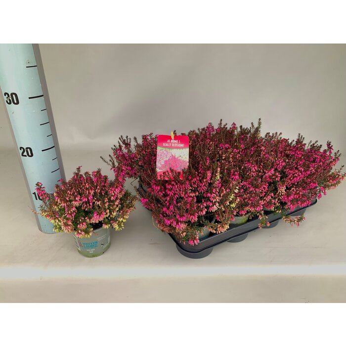 Erica carnea 'Winter Ladies' - rood P9