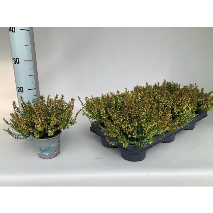 Erica carnea 'Winter Ladies' - rood P9