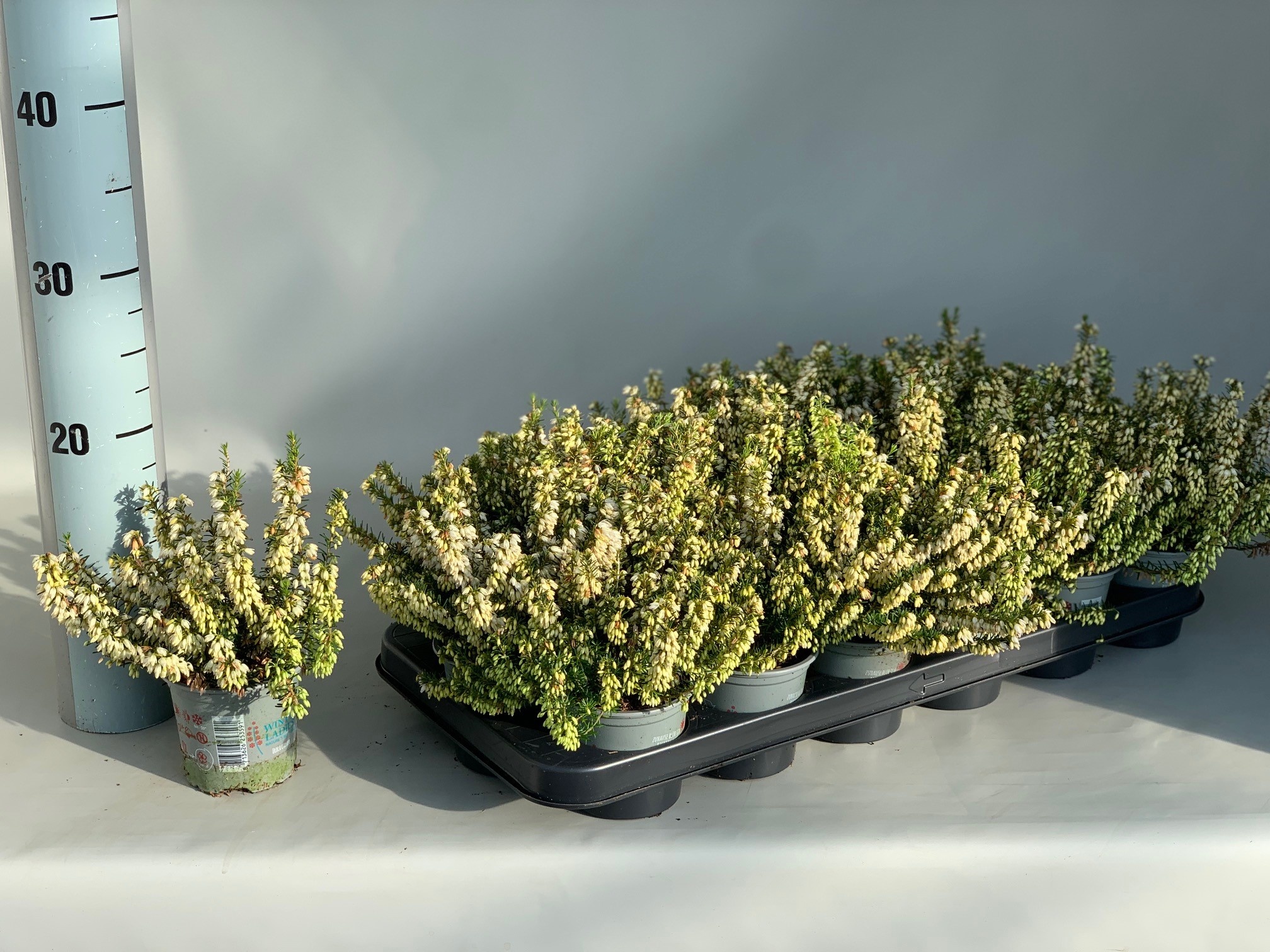 Erica carnea 'Winter Ladies' - wit P9  Erica carnea 'Winter Ladies' - wit P9