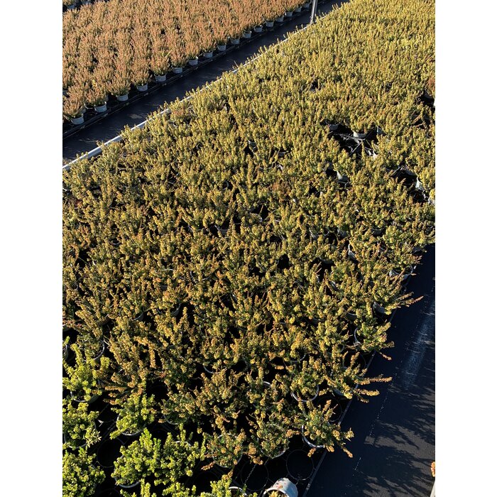 Erica carnea 'Winter Ladies' - Mix P9