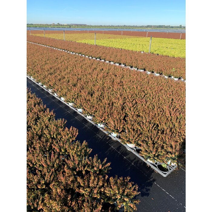 Erica carnea 'Winter Ladies' - rood P9