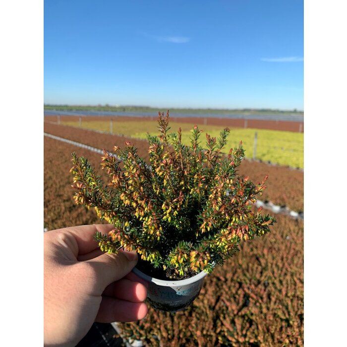 Erica carnea 'Winter Ladies' - rood P9
