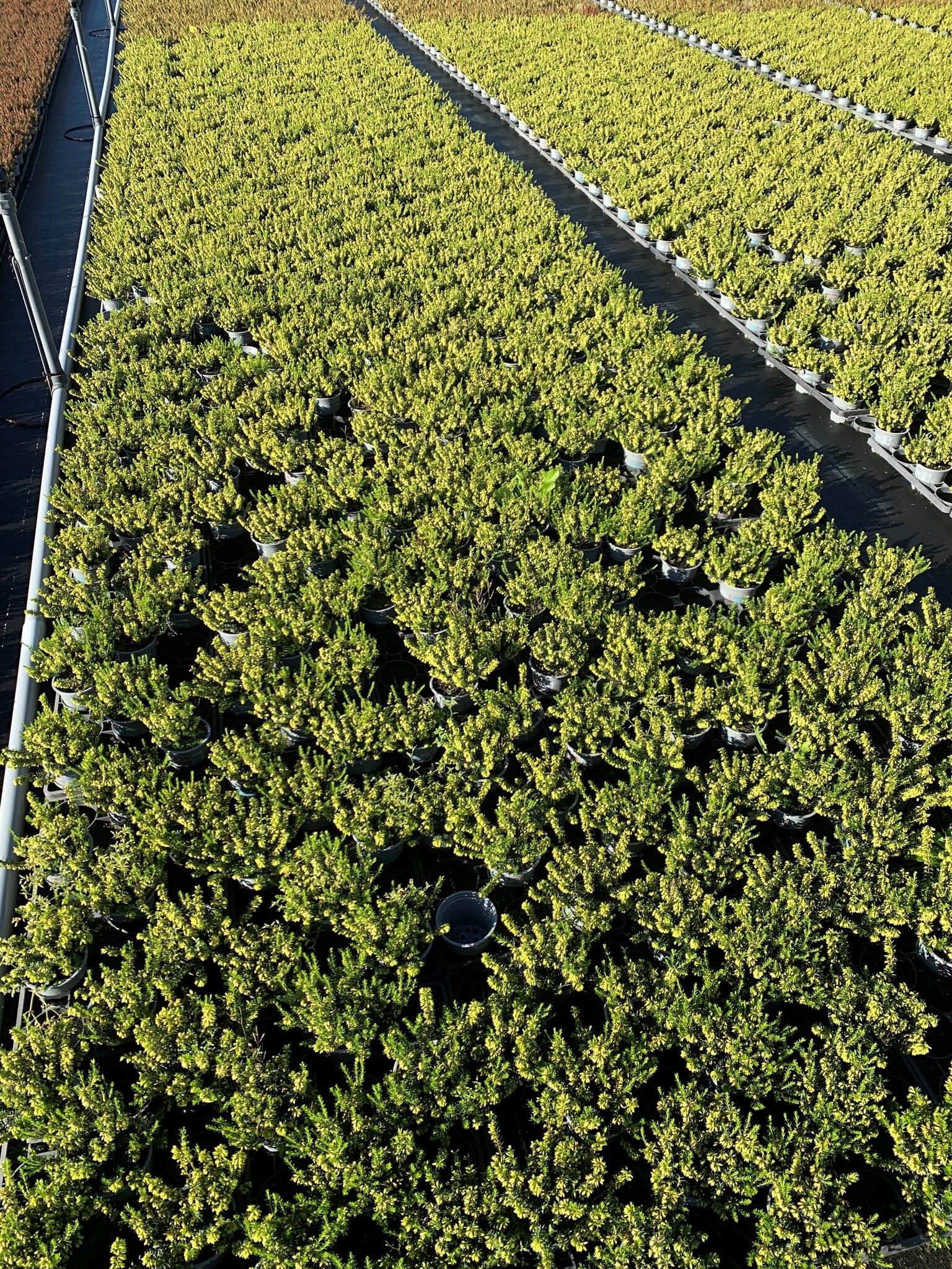 Erica carnea 'Winter Ladies' - wit P9  Erica carnea 'Winter Ladies' - wit P9