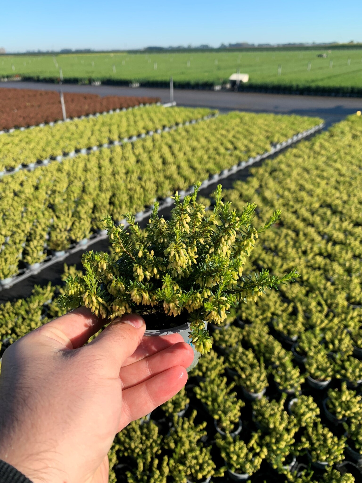 Erica carnea 'Winter Ladies' - wit P9  Erica carnea 'Winter Ladies' - wit P9
