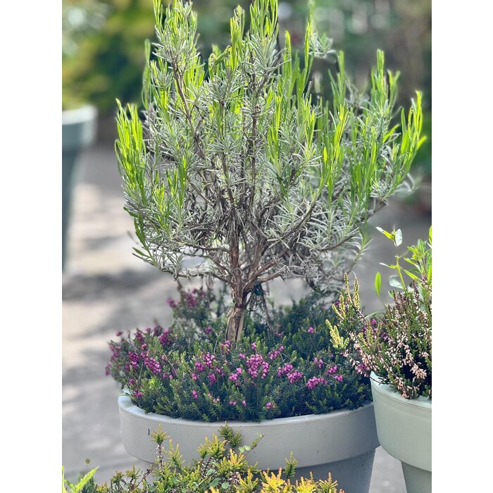 Winterheide | Erica carnea. 'Winterfreude' P10,5 Winterheide | Erica carnea. 'Winterfreude' P10,5