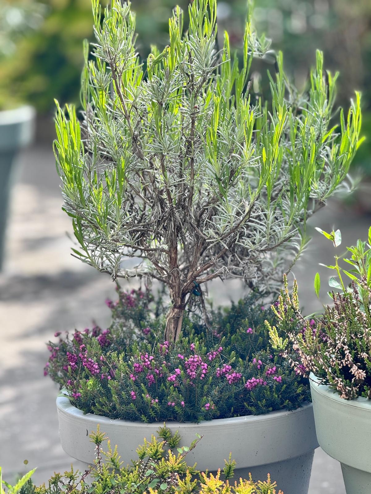 Winterheide | Erica carnea. 'Winterfreude' P10,5  Winterheide | Erica carnea. 'Winterfreude' P10,5