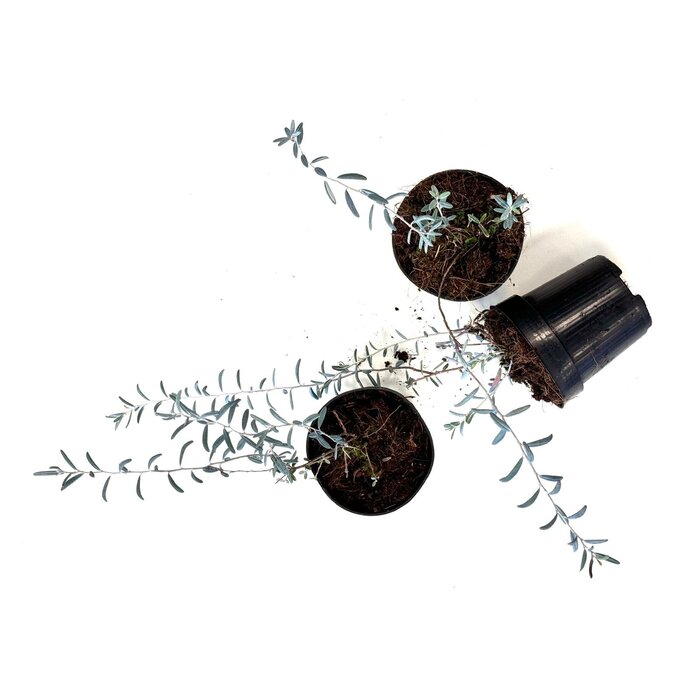 Rotsheide / Lavendelheide | Andromeda polifolia 'Blue Ice' P9,5