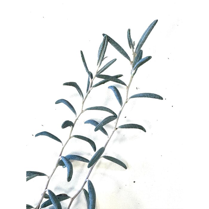 Rotsheide / Lavendelheide | Andromeda polifolia 'Blue Ice' P9,5