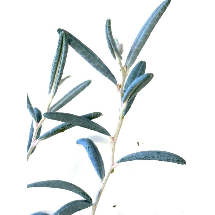 Rotsheide / Lavendelheide | Andromeda polifolia 'Blue Ice' P9,5