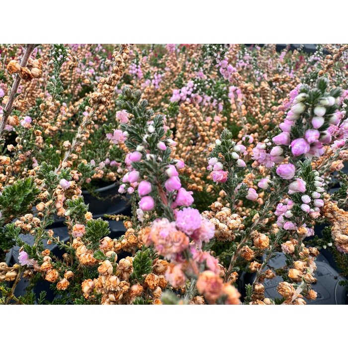 Struikheide | Calluna vulgaris. 'Elsie Purnell' P9,5 Struikheide | Calluna vulgaris. 'Elsie Purnell' P9,5