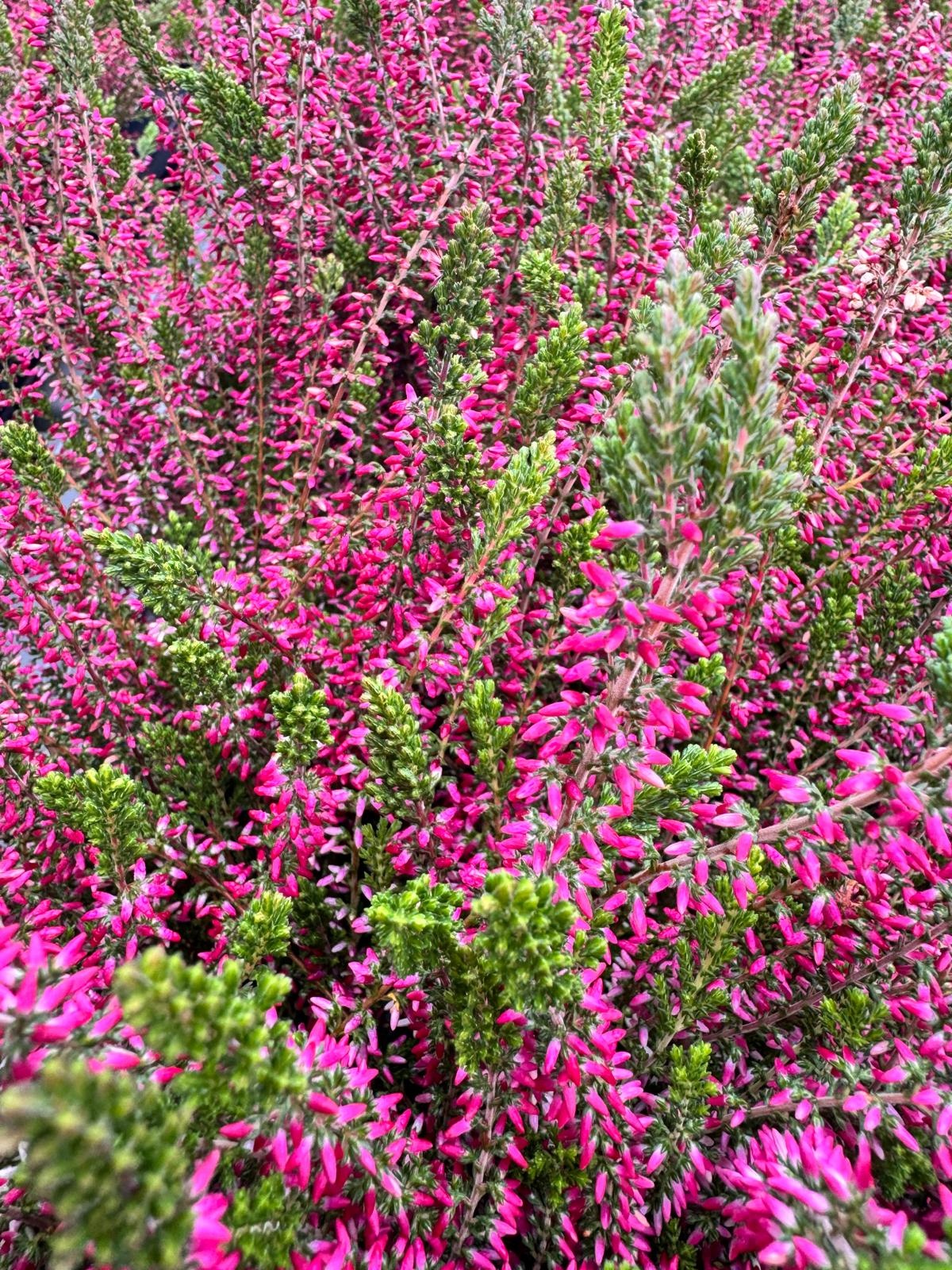 Struikheide | Calluna vulgaris. 'Angie' P10,5  Struikheide | Calluna vulgaris. 'Angie' P10,5