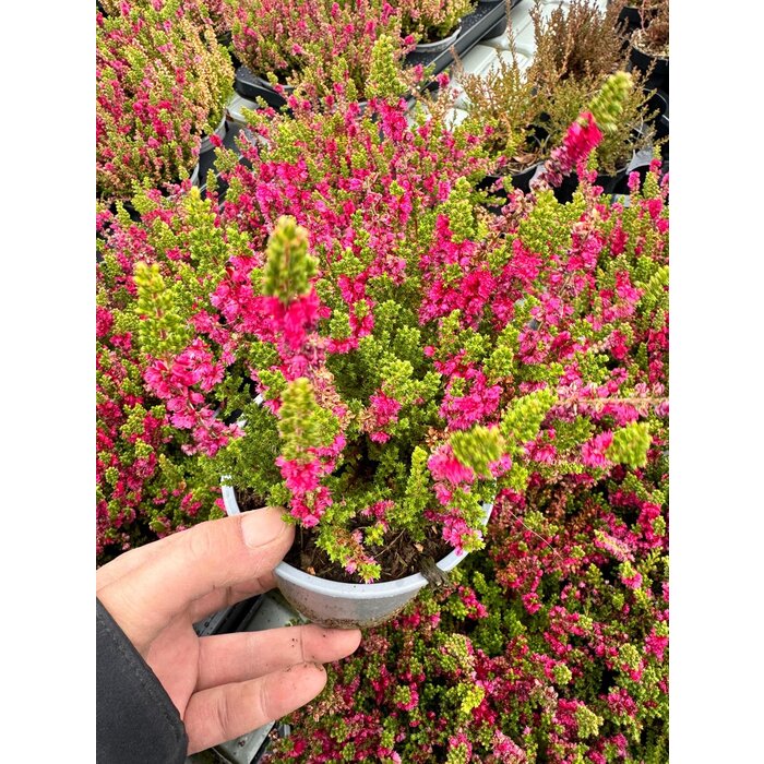 Struikheide | Calluna vulgaris. 'Dark Beauty' P9.5