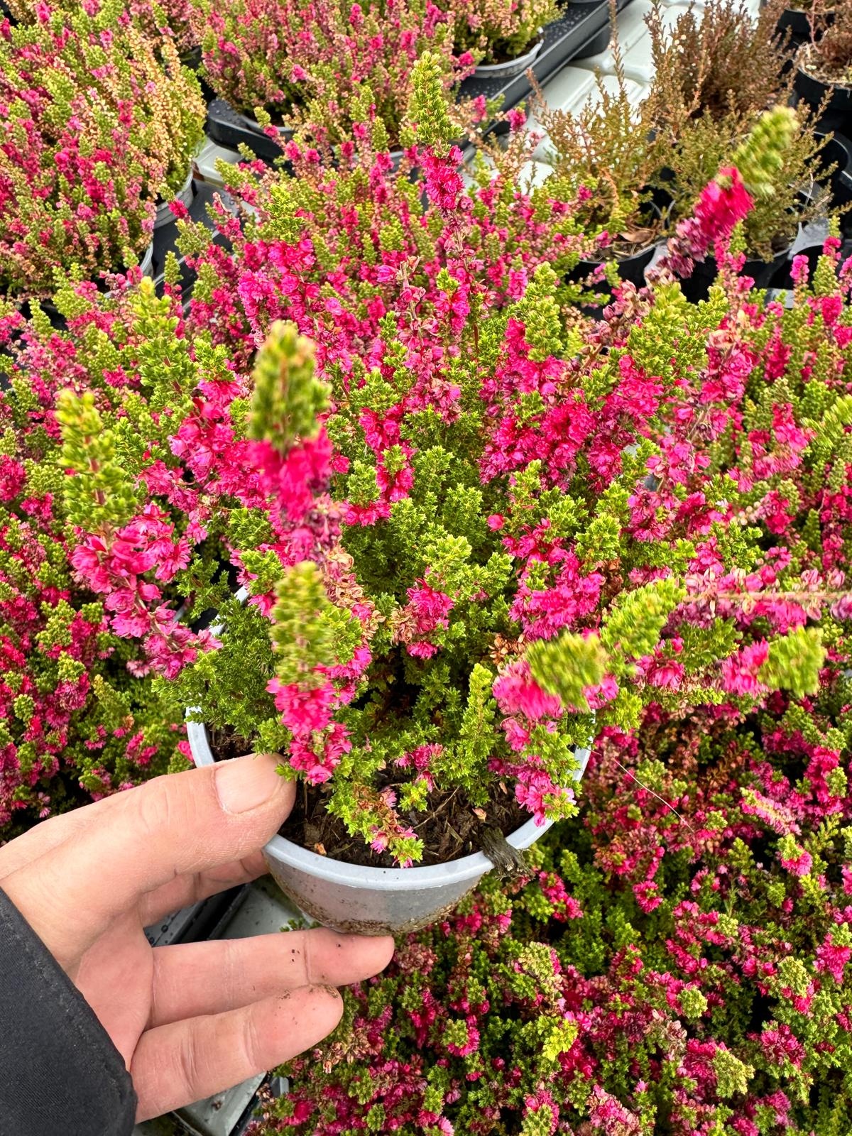 Struikheide | Calluna vulgaris. 'Dark Beauty' P9.5