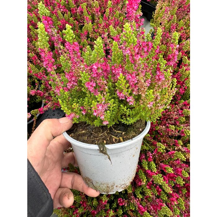 Struikheide | Calluna vulgaris. 'Dark Beauty' P10,5 Struikheide | Calluna vulgaris. 'Dark Beauty' P10,5