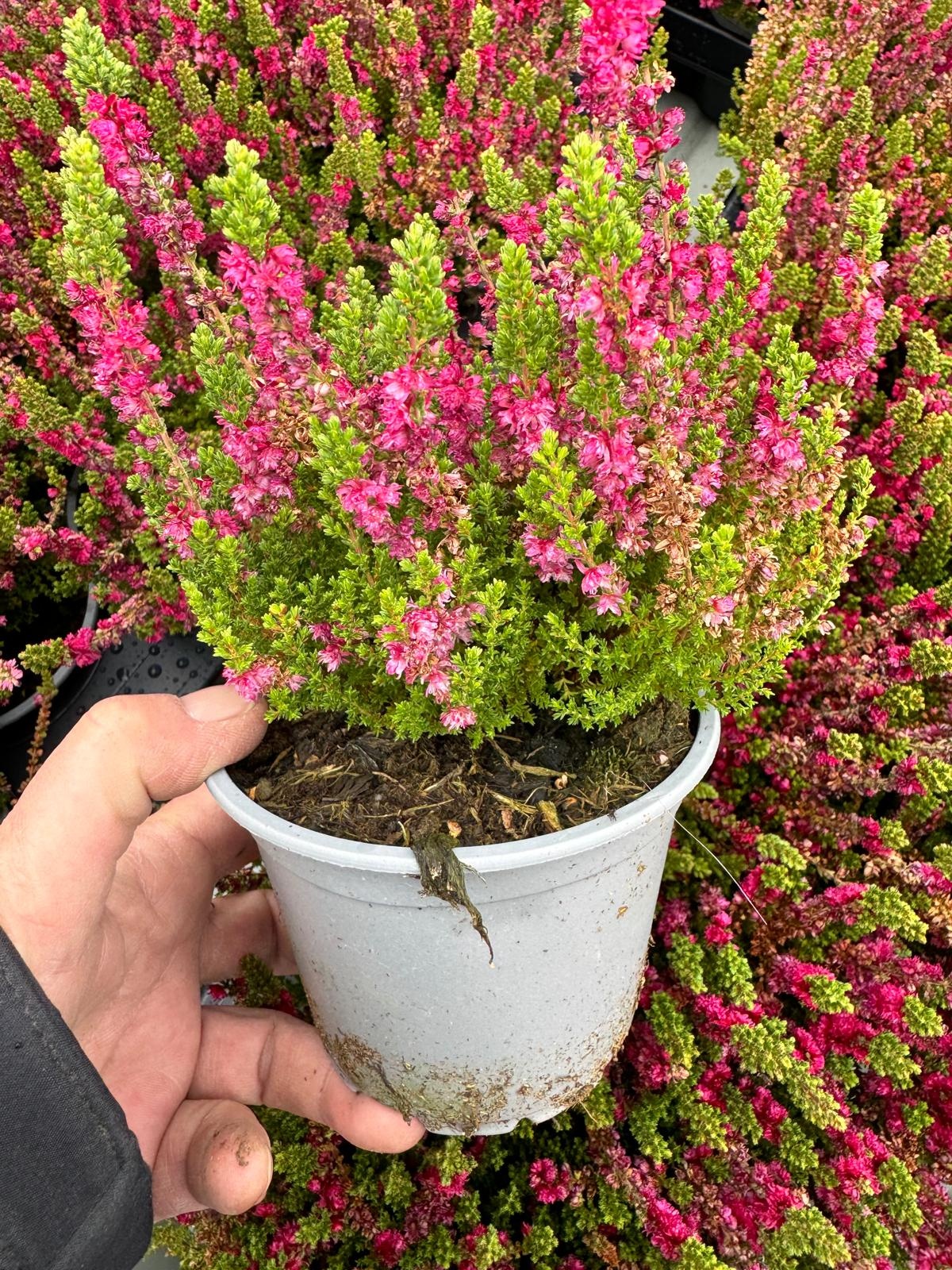 Struikheide | Calluna vulgaris. 'Dark Beauty' P9.5
