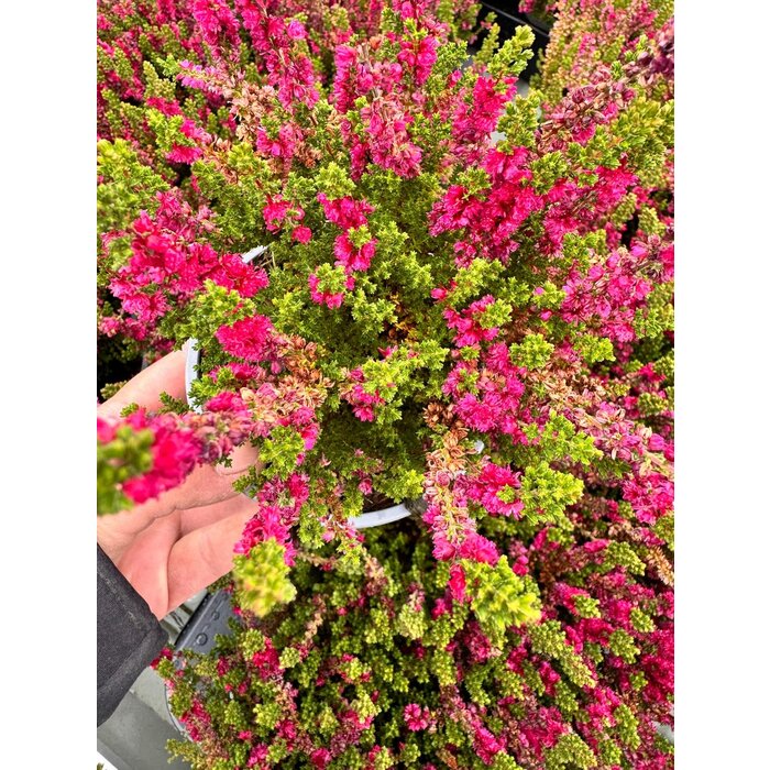 Struikheide | Calluna vulgaris. 'Dark Beauty' P9.5
