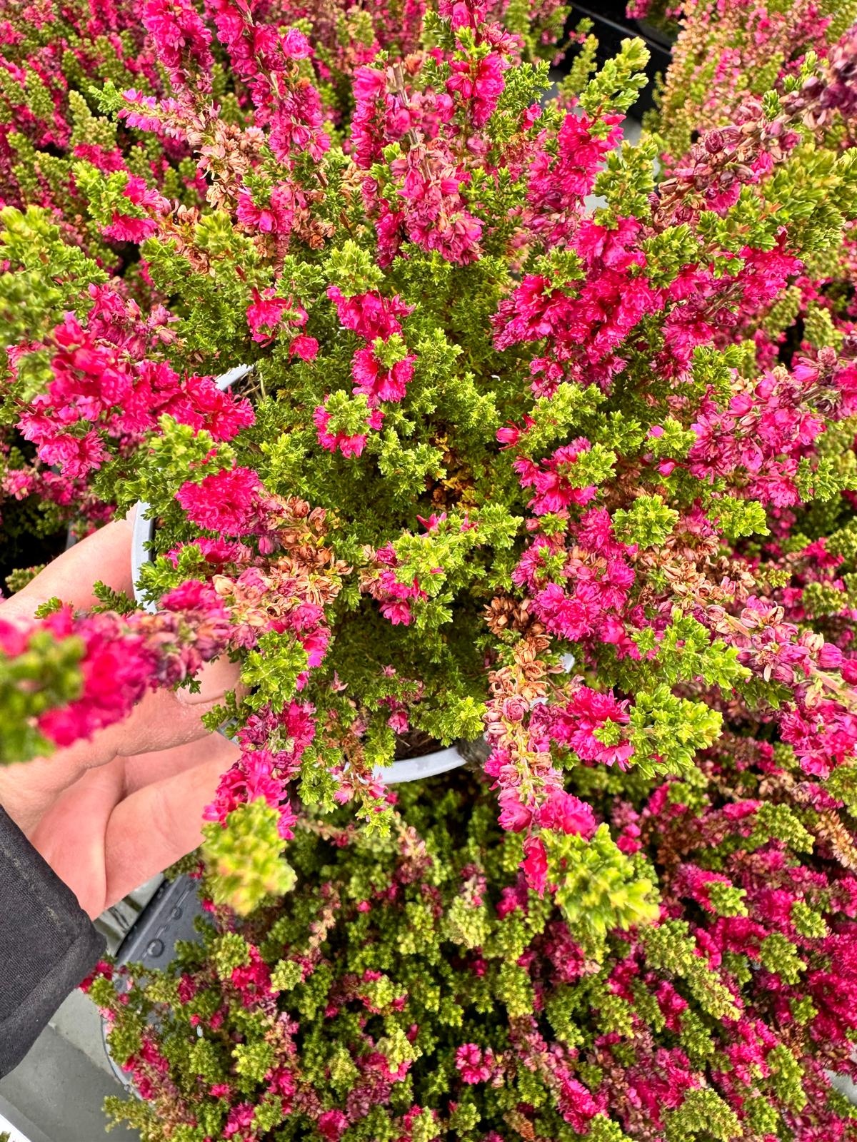 Struikheide | Calluna vulgaris. 'Dark Beauty' P9.5