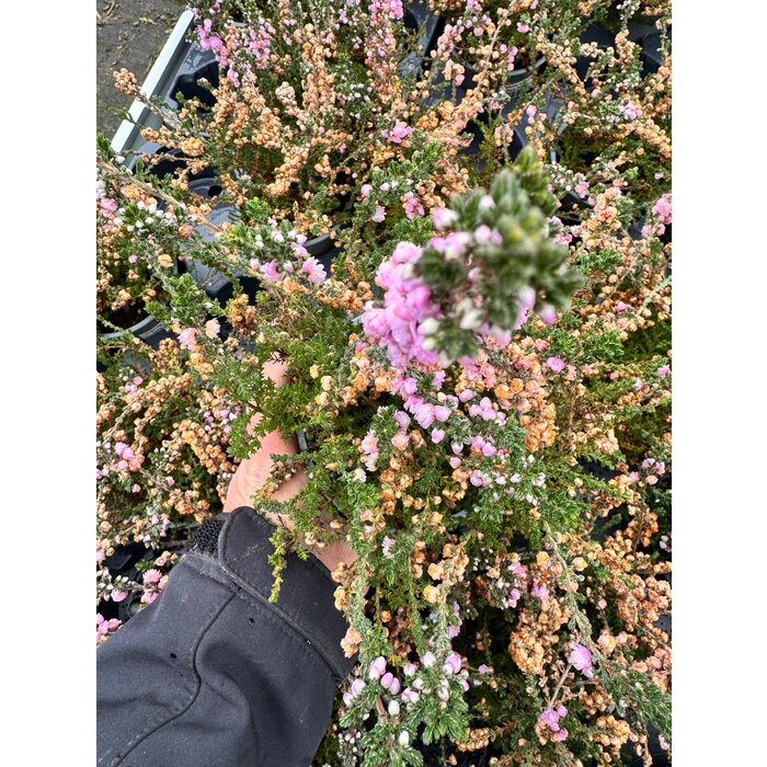 Struikheide | Calluna vulgaris. 'Elsie Purnell' P9,5 Struikheide | Calluna vulgaris. 'Elsie Purnell' P9,5