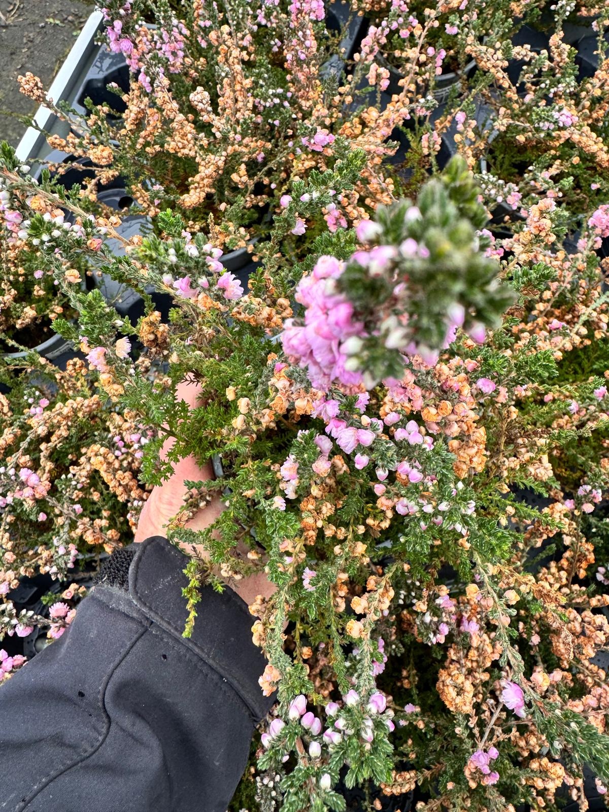 Struikheide | Calluna vulgaris. 'Elsie Purnell' P9,5  Struikheide | Calluna vulgaris. 'Elsie Purnell' P9,5