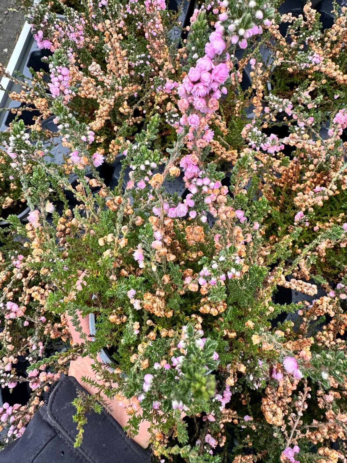 Struikheide | Calluna vulgaris. 'Elsie Purnell' P9,5  Struikheide | Calluna vulgaris. 'Elsie Purnell' P9,5