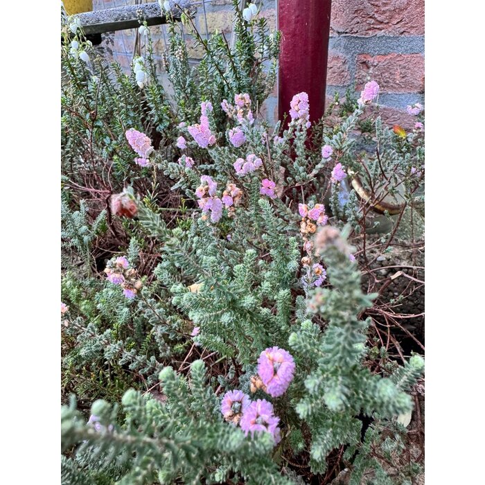 Struikheide | Calluna vulgaris. 'Elsie Purnell' P9,5 Struikheide | Calluna vulgaris. 'Elsie Purnell' P9,5