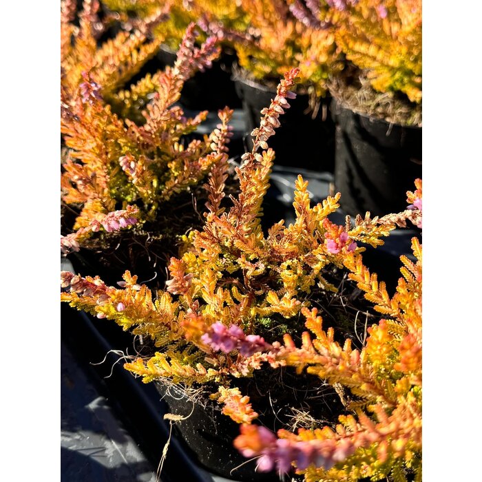 Struikheide | Calluna vulgaris. 'Boskoop' P10,5