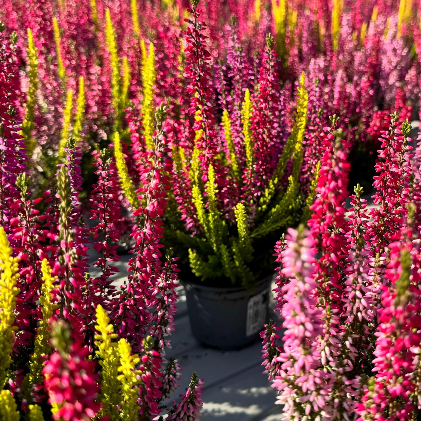 Struikheide | Calluna vulgaris 'Beauty Lady's Trio' P12  Struikheide | Calluna vulgaris 'Beauty Lady's Trio' P12