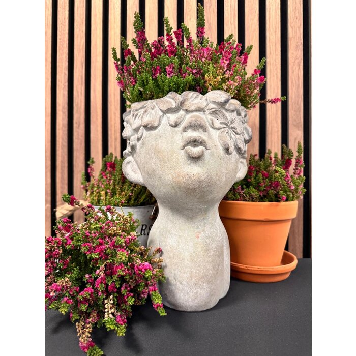 Struikheide | Calluna vulgaris. 'Dark Beauty' P10,5 Struikheide | Calluna vulgaris. 'Dark Beauty' P10,5