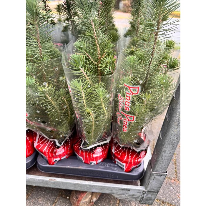 Pinus pinea 'Silver Crest' - Kerstboom in kerstfolie P10,5