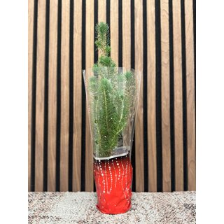 Pinus pinea 'Silver Crest' - Kerstboom in kerstfolie P10,5