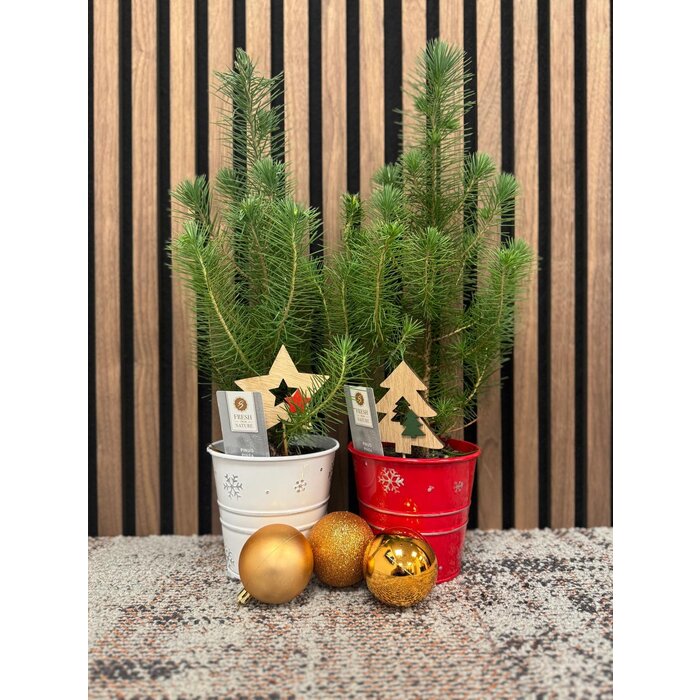 Pinus pinea 'Silver Crest' - Kerstboom in zinken pot P10,5