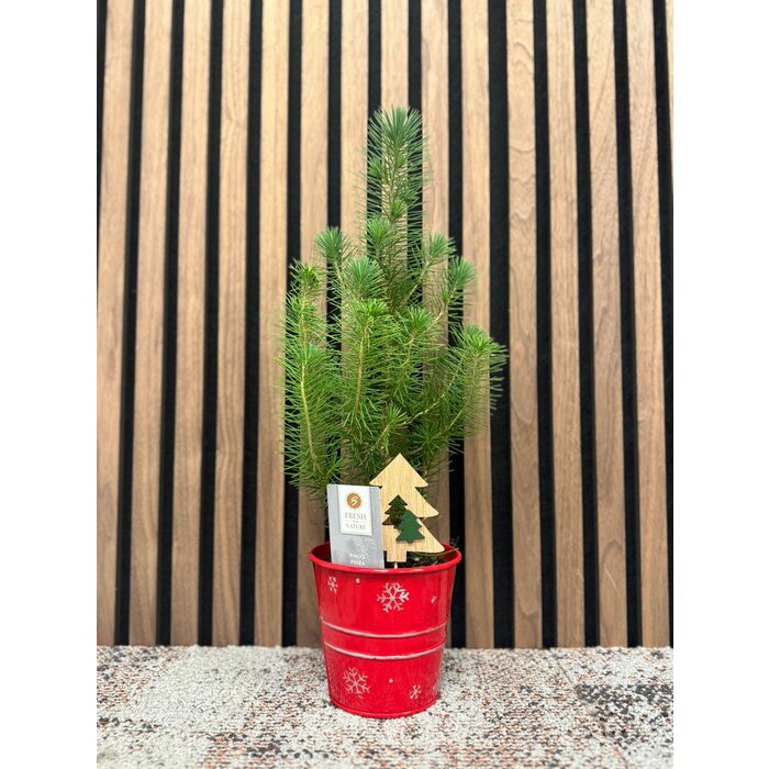 Pinus pinea 'Silver Crest' - Kerstboom in zinken pot P10,5