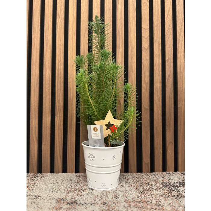 Pinus pinea 'Silver Crest' - Kerstboom in zinken pot P10,5