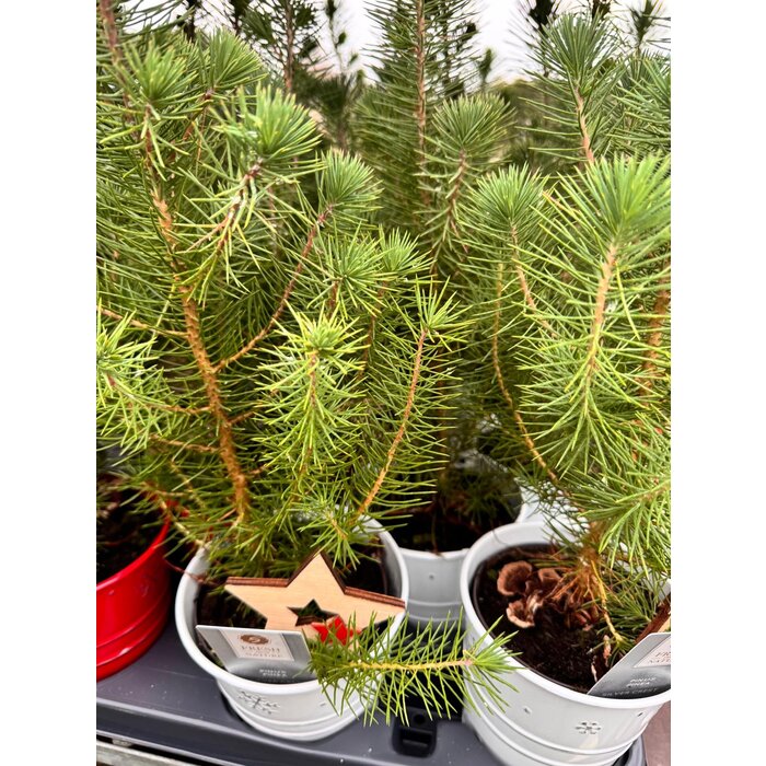 Pinus pinea 'Silver Crest' - Kerstboom in zinken pot P10,5