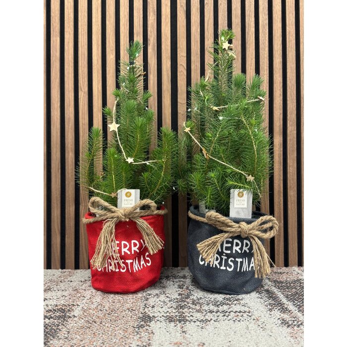 Pinus pinea 'Silver Crest' - Kerstboom in stoffen zak met lampjes en decoratie P17