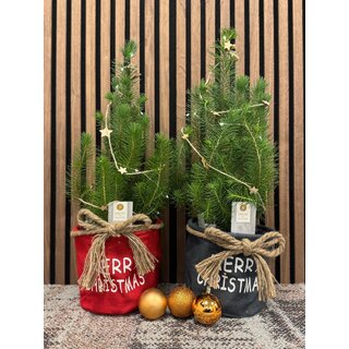 Pinus pinea 'Silver Crest' - Kerstboom in stoffen zak met lampjes en decoratie P17