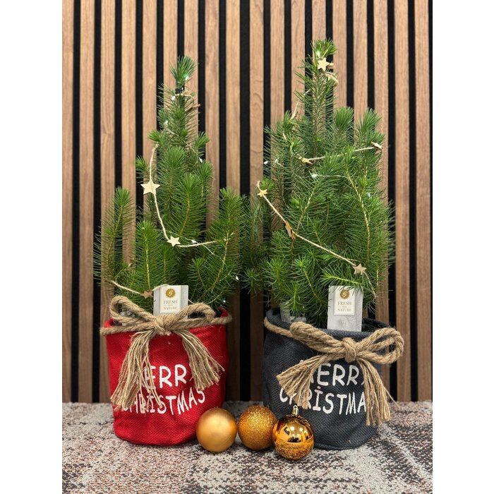 Pinus pinea 'Silver Crest' - Kerstboom in stoffen zak met lampjes en decoratie P17