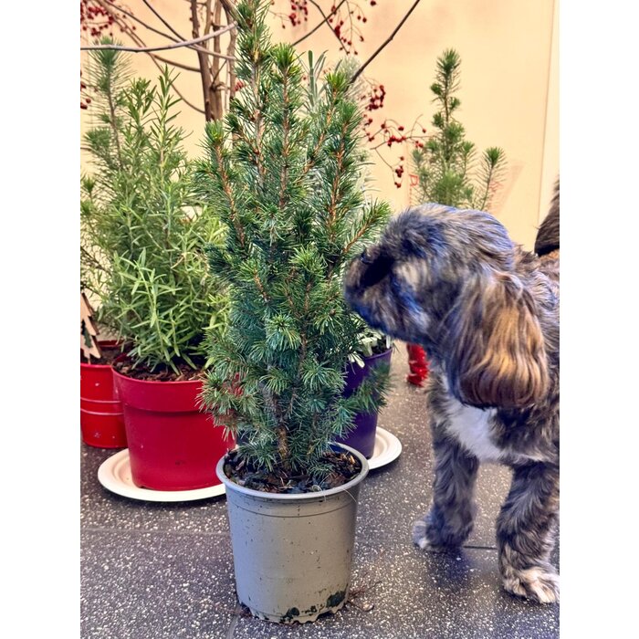 Picea g. 'Conica December' - Dwerg Spar Kerstboom P13