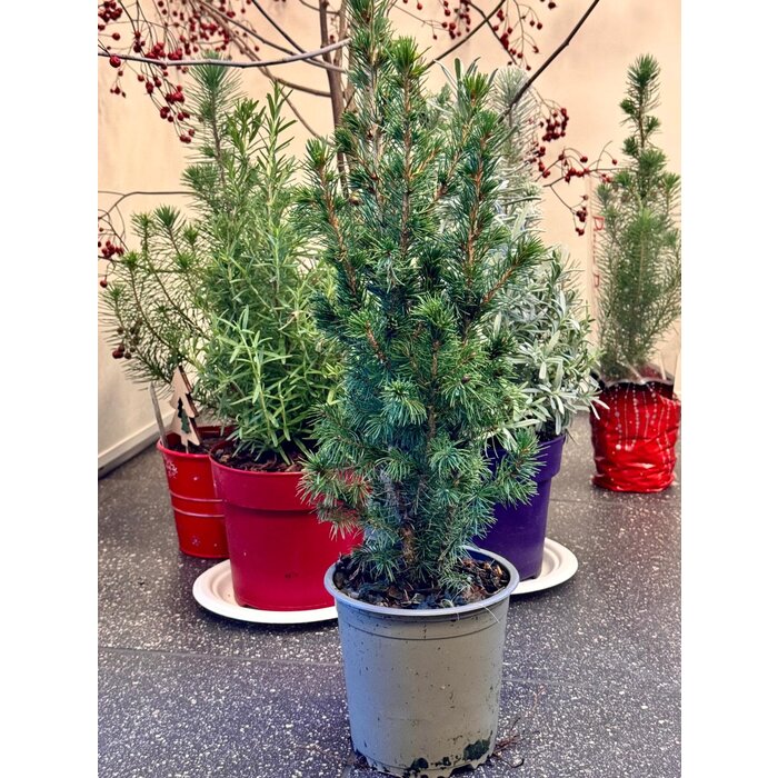 Picea g. 'Conica December' - Dwerg Spar Kerstboom P13