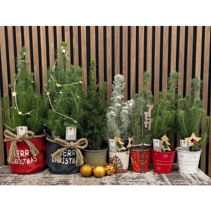 Pinus pinea 'Silver Crest' - Kerstboom met sneeuw in zinken pot P10,5